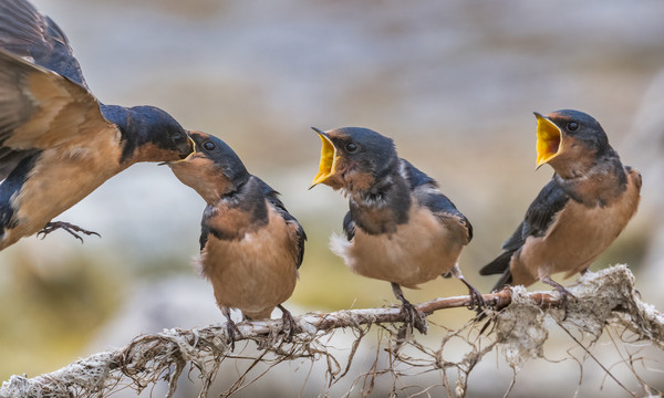 燕子喂食