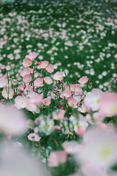 美丽月见草花海