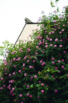 古建筑蔷薇花