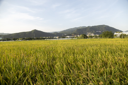 稻田水稻