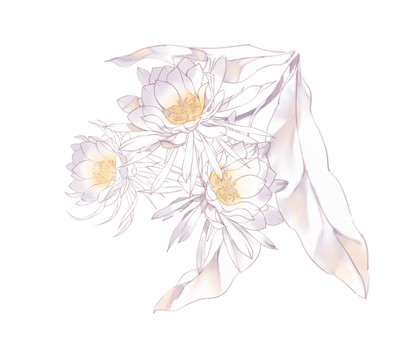 曇花