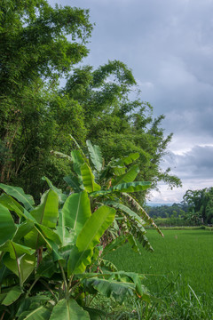 香蕉与凤尾竹