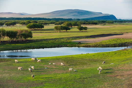 草原湿地羊群牧场