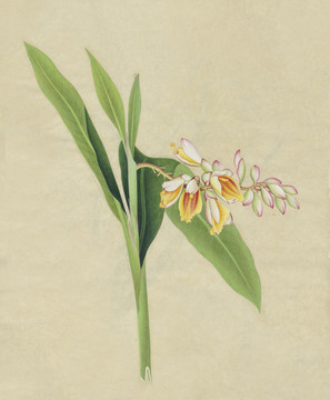 豆蔻花水彩花卉?chē)?guó)畫(huà)裝飾畫(huà)