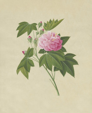 红芙蓉花水彩花卉国画装饰画