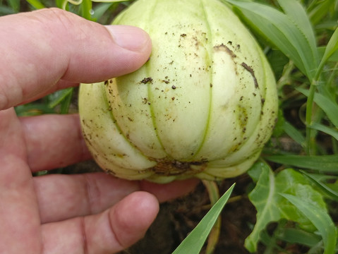 菜地种植甜瓜