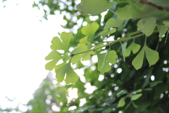 绿色银杏叶植物花草枝叶