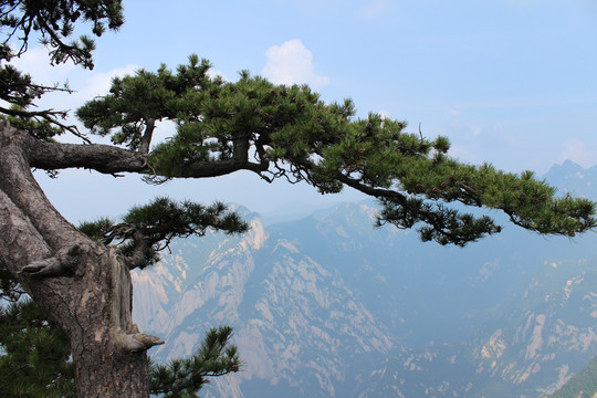 华山迎客松自然风光旅游景点