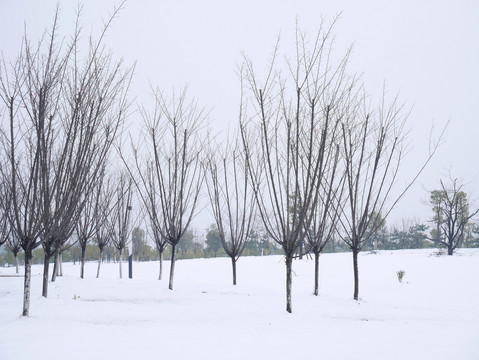 雪景