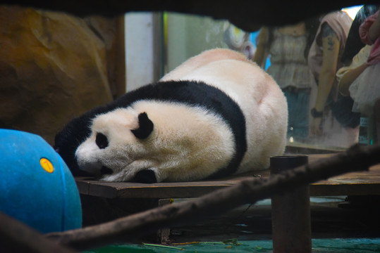 成都动物园大熊猫