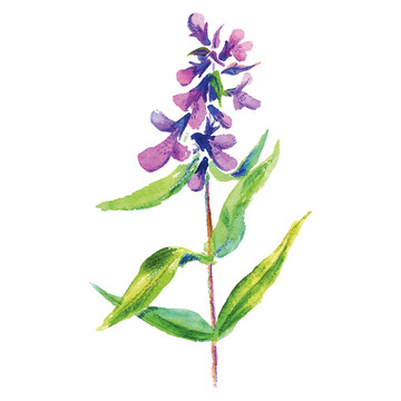 紫色水彩花卉插图
