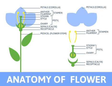 花卉剖面解析图表