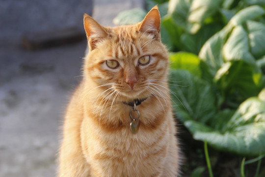 中华田园大橘猫