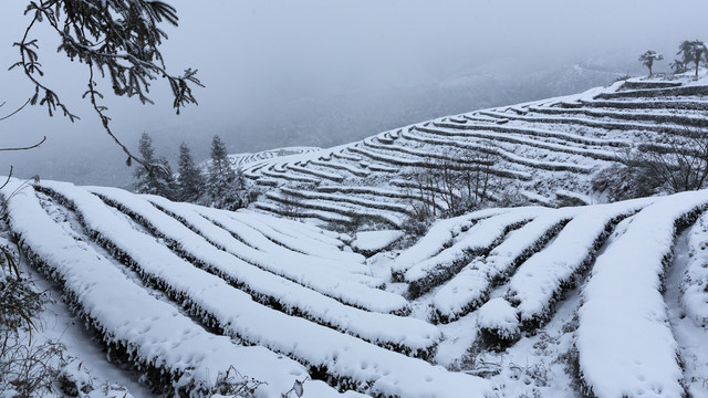 四川永兴茶场冬季茶山雪景