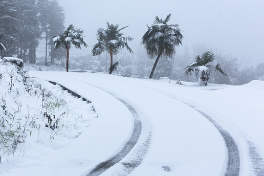 四川永兴茶场冬季茶山雪景