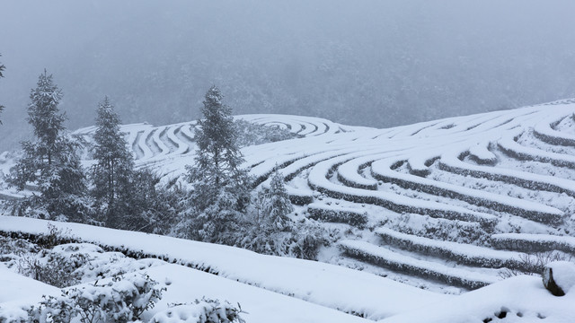 四川永兴茶场冬季茶山雪景