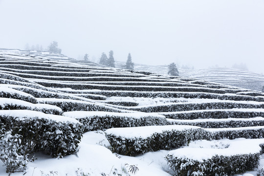 四川永兴茶场冬季茶山雪景