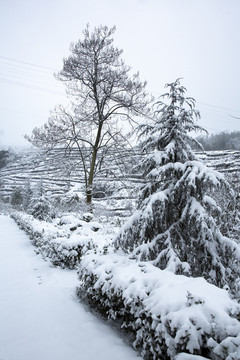 四川省永兴茶场冬季茶山雪景