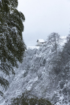 四川省永兴茶场冬季茶山雪景