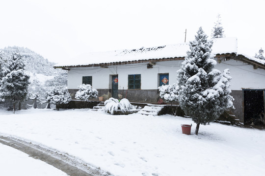 四川省永兴茶场冬季茶山雪景