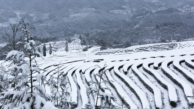 四川省永兴茶场冬季茶山雪景