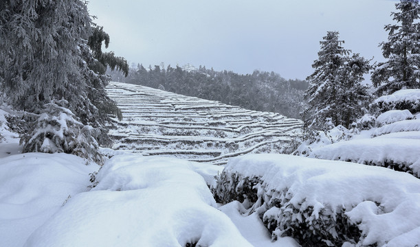 四川省永兴茶场冬季茶山雪景