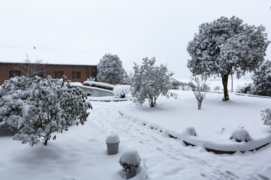 四川省永兴茶场冬季茶山雪景