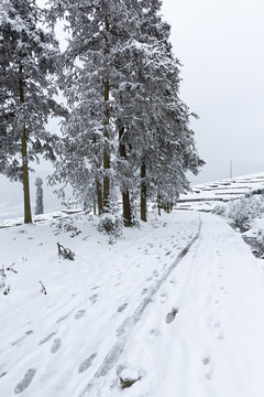 四川省永兴茶场冬季茶山雪景