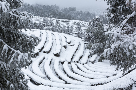 宜宾珙县鹿鸣茶山冬季风光