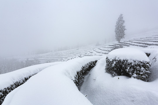 宜宾珙县鹿鸣茶山冬季风光