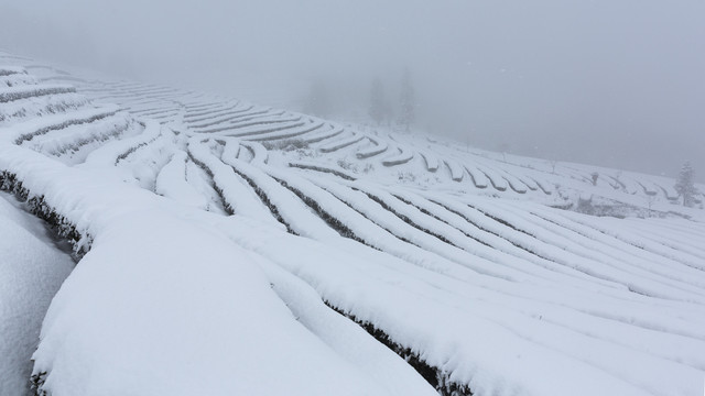 宜宾珙县鹿鸣茶山冬季风光