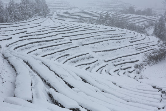 四川省永兴茶场冬季茶山风光