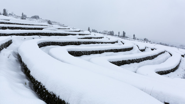 四川省永兴茶场冬季茶山风光