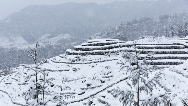 四川省永兴茶场冬季茶山风光