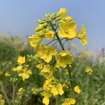 油菜花