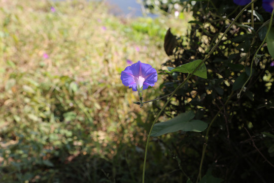 牵牛花