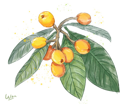 枇杷插畫(huà)
