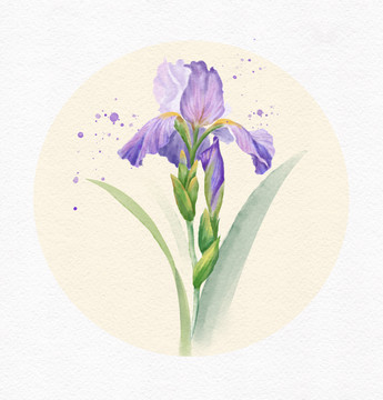 水彩鳶尾花插畫