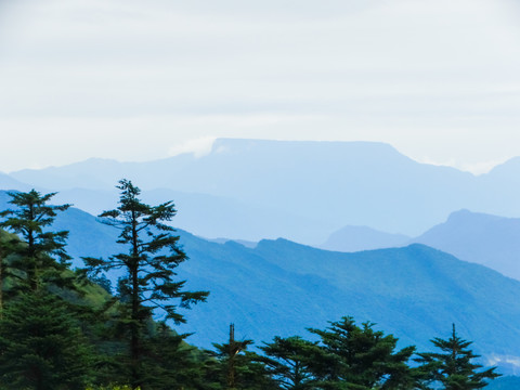 高山云杉