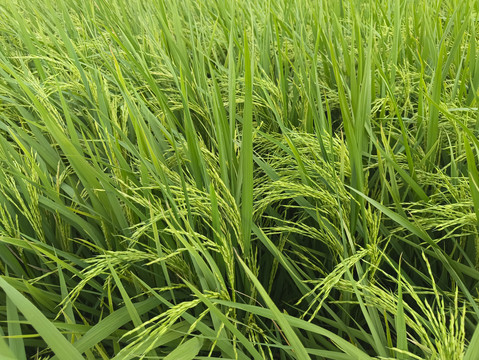 稻田生态稻米