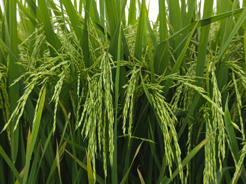 生态稻田长粒米
