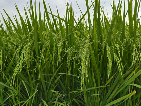 长粒稻米