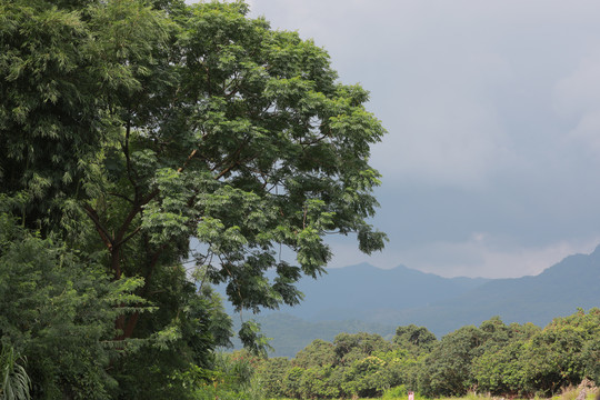 荔枝山