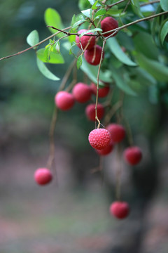 荔枝