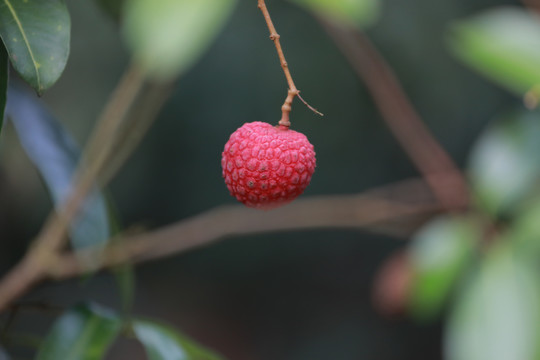 荔枝