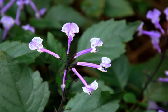 香茶菜