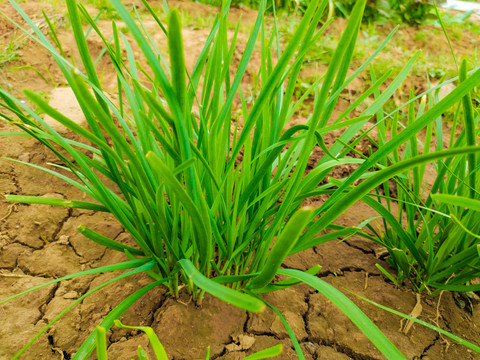 韭菜地韭菜苗