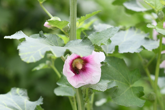 一朵蜀葵花与茎叶蜜蜂