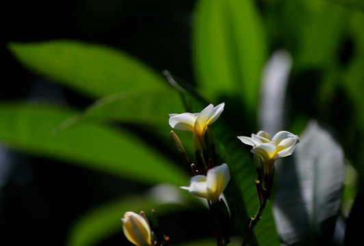 白色鸡蛋花