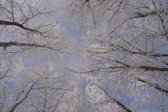 雪景